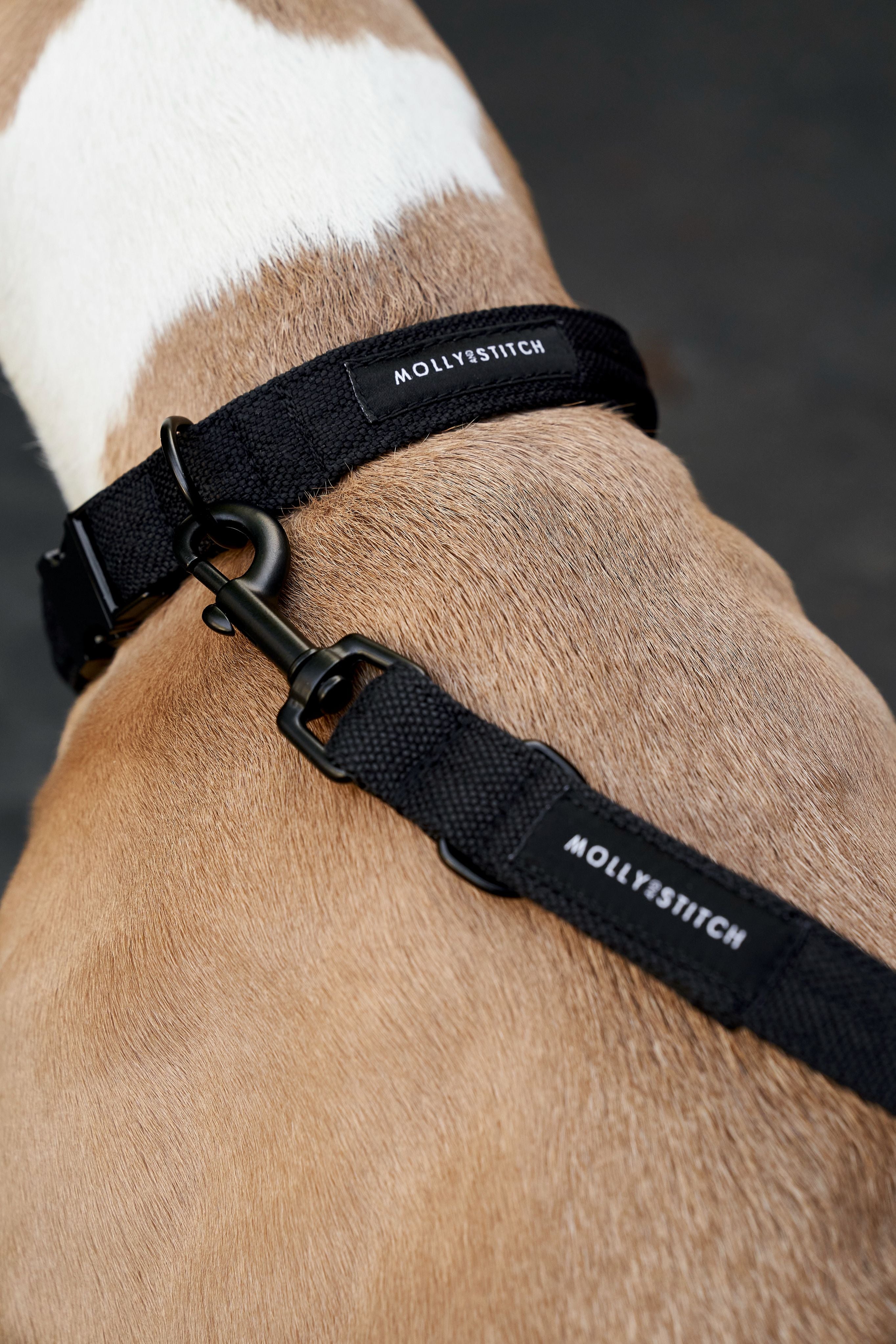 molly-and-stitch-soft-rock-hundehalsband-black image 6