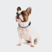 cloud7-mauerpark-zigzag-blue-veganes-hundehalsband-kaktusleder image 4