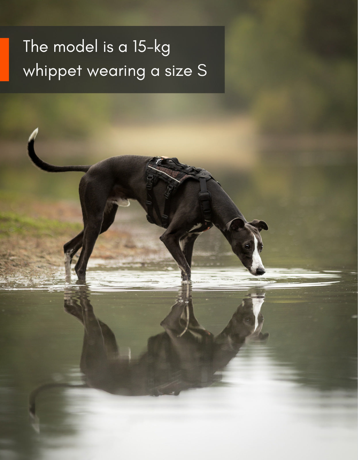 non-stop-dogwear-rock-harness-long-all-in-one-zuggeschirr image 4