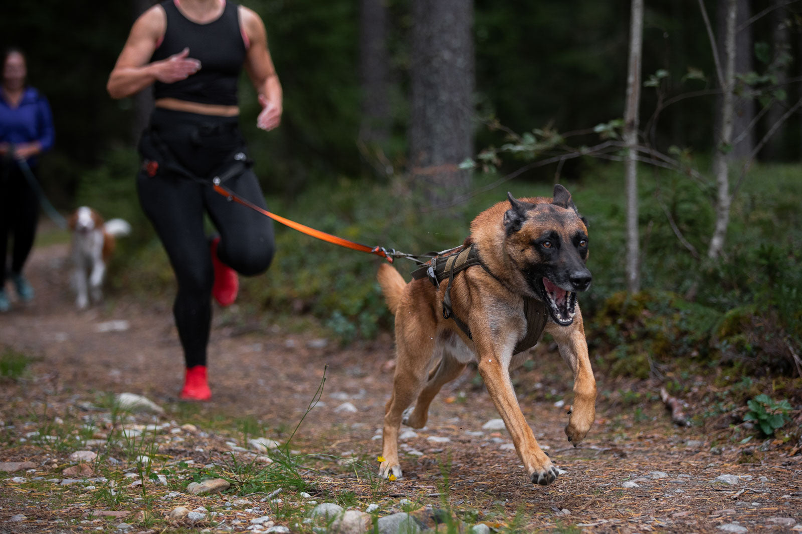 non-stop-dogwear-freemotion-harness-wd-zuggeschirr image 3