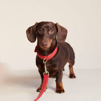 william-walker-leder-hundehalsband-chili-rot image 7