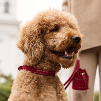 william-walker-luxe-wildleder-hundehalsband-lambrusco-bordeauxrot image 8