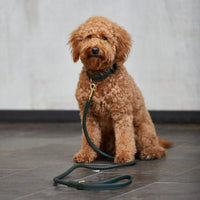 william-walker-twisted-dark-moss-leder-hundehalsband-dunkelgr-n-geflochten image 4