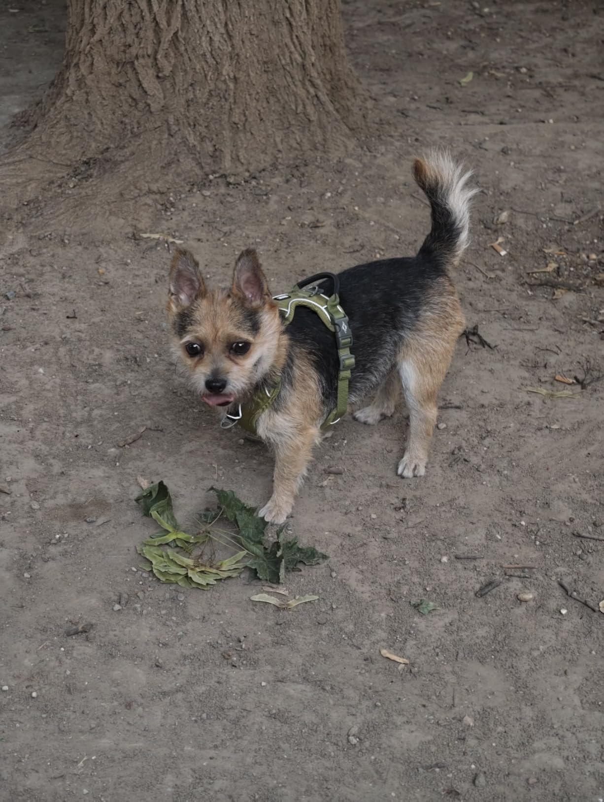 Perfekt für kleine Hunde