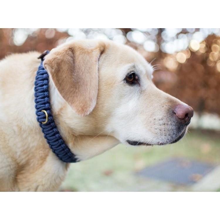 molly-and-stitch-touch-of-leather-halsband-navy-hundehalsband-aus-leder-dunkelbl image 5