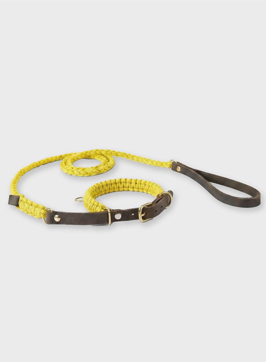 molly-and-stitch-touch-of-leather-retriever-hundeleine-mediterranean-sun-limited image 1