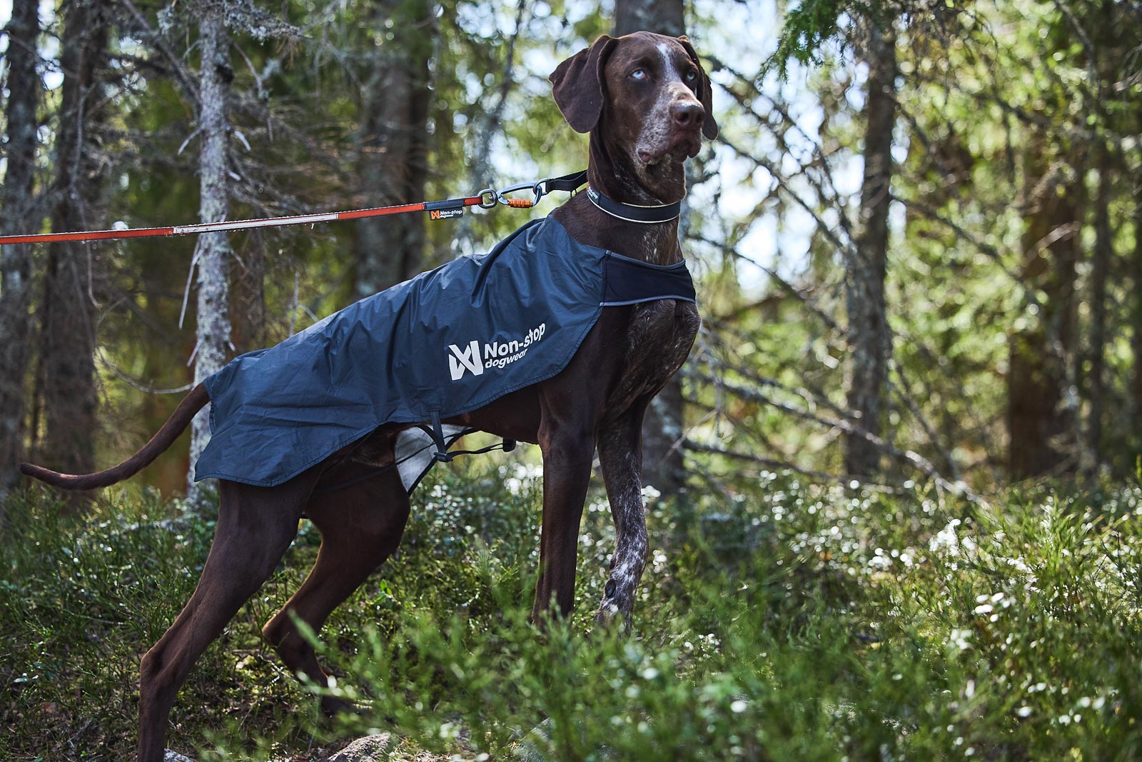 non-stop-dogwear-trail-light-dog-jacket-ultraleichte-packbare-hunde-regenjacke image 6