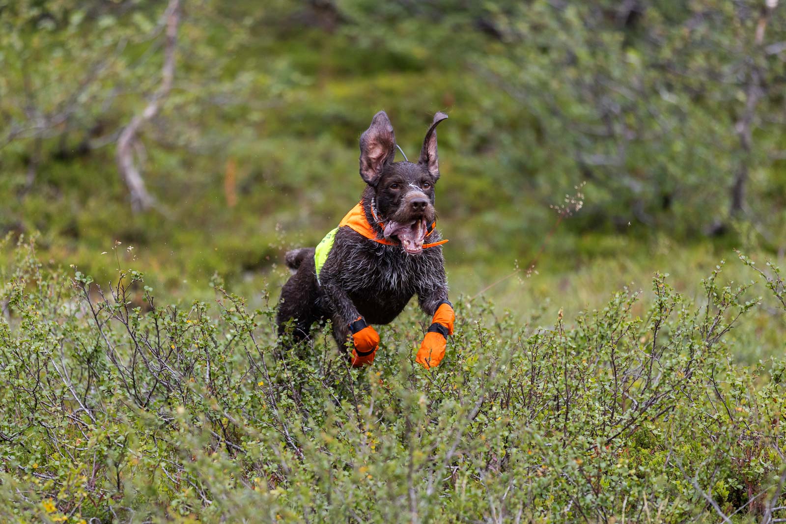 non-stop-dogwear-protector-cover-2-0-schutzweste-visibility image 6