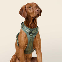 william-walker-premium-hundegeschirr-bundle-winter-angebot-walk-set image 3