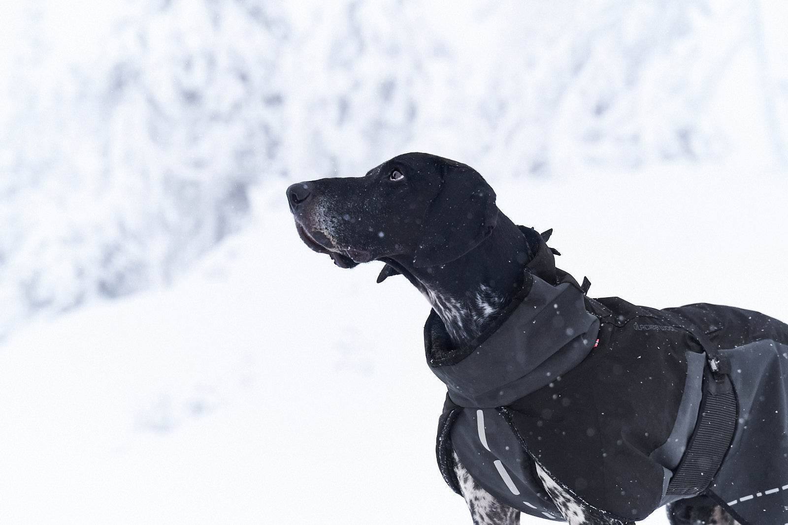 non-stop-dogwear-glacier-wool-jacket-warme-hundejacke image 3