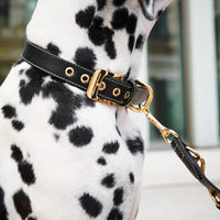 william-walker-leder-hundehalsband-noir-schwarz-auslaufmodell image 8