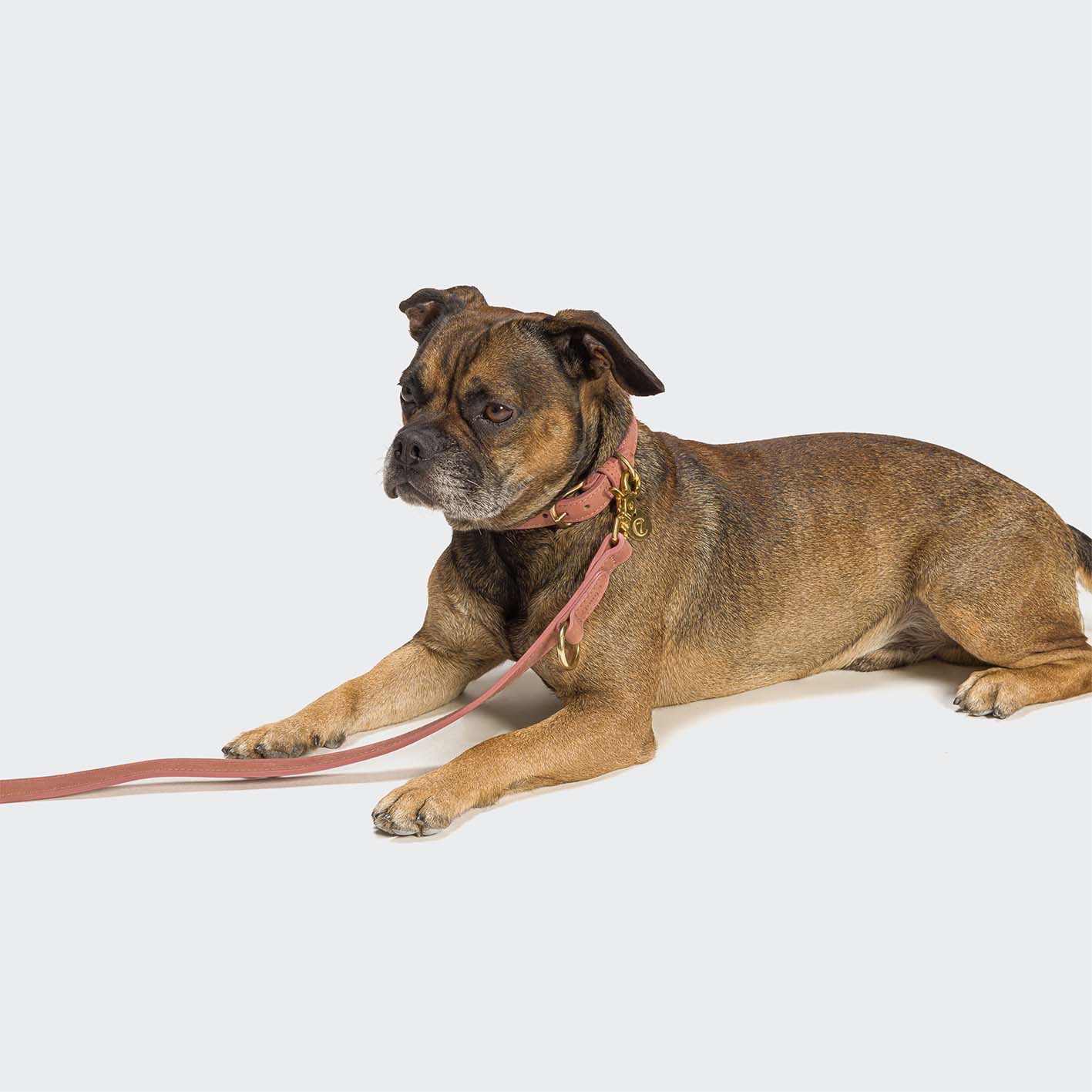cloud7-tiergarten-hundehalsband-peach-nubukleder image 5