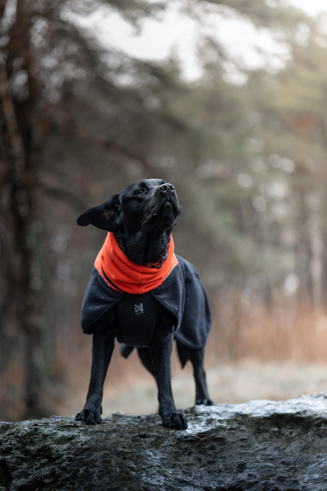 non-stop-dogwear-phoenix-dog-jacket-polartec-fleece-funktionsjacke image 4