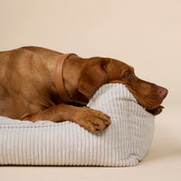 william-walker-glattleder-hundehalsband-caramel-braun image 5