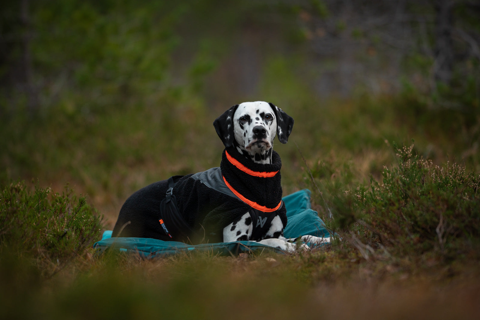non-stop-dogwear-trekking-fleece-dog-jacket-hundemantel-fleece image 5