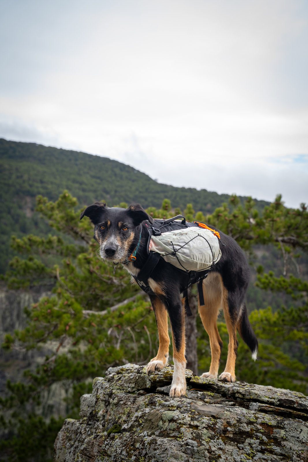 non-stop-dogwear-trail-light-dog-backpack-leichter-hunderucksack image 4