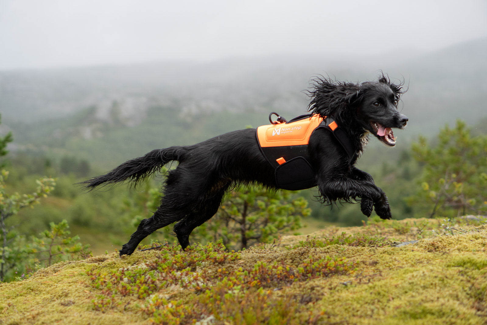 non-stop-dogwear-protector-neoprene-vest-neoprenweste-f-r-hunde image 2