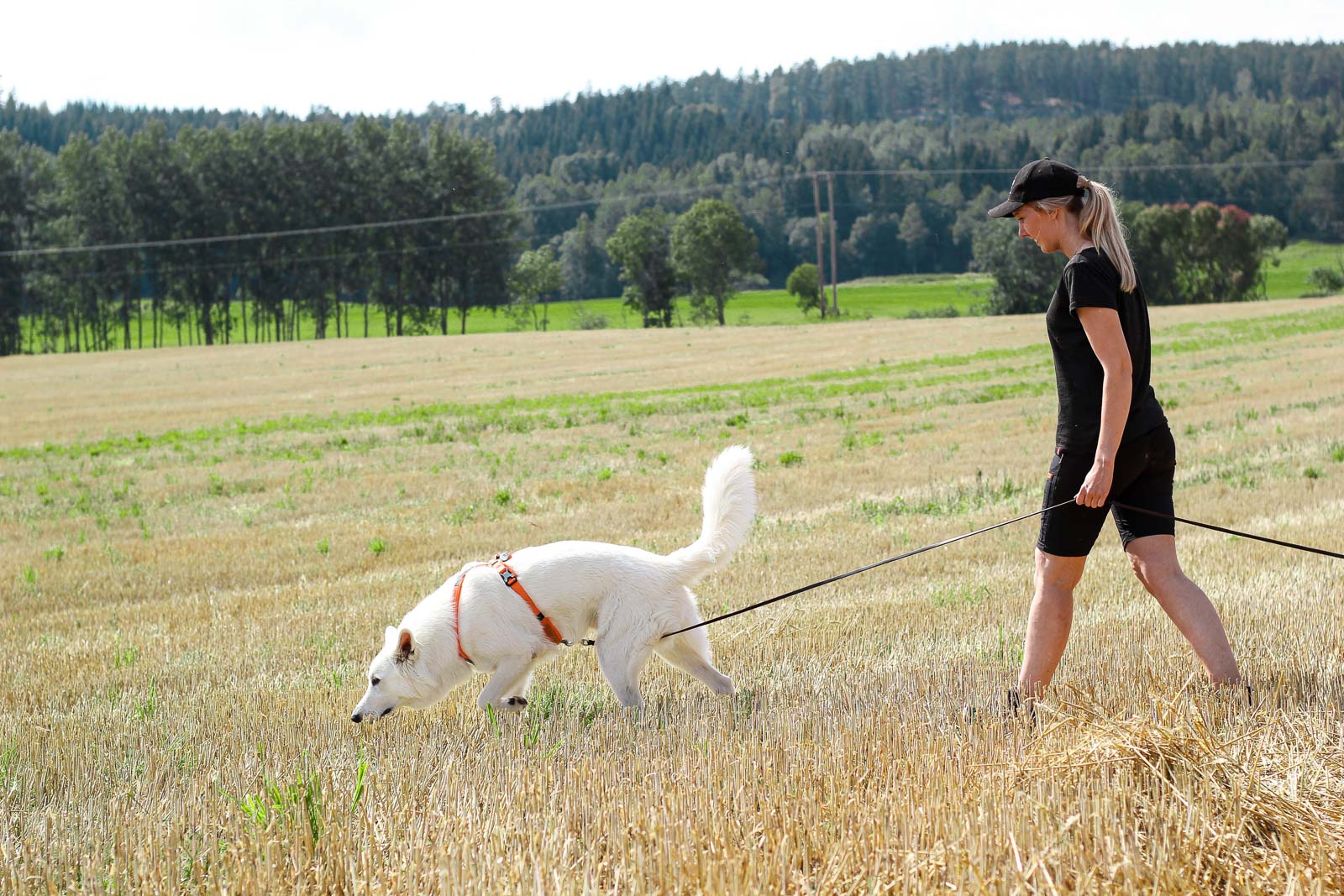 non-stop-dogwear-line-harness-hundegeschirr image 5