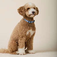 william-walker-jacquard-nylon-hundehalsband-sky-hellblau image 7