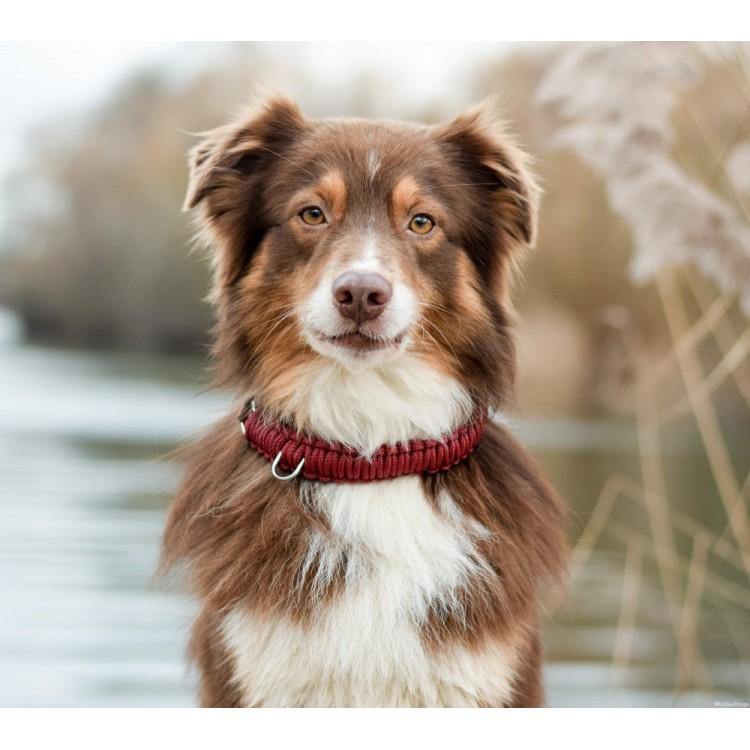 molly-and-stitch-touch-of-leather-hundehalsband-redwine image 5