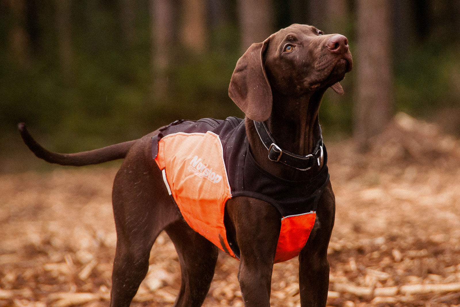 non-stop-dogwear-polar-collar-hundehalsband-verstellbar image 4