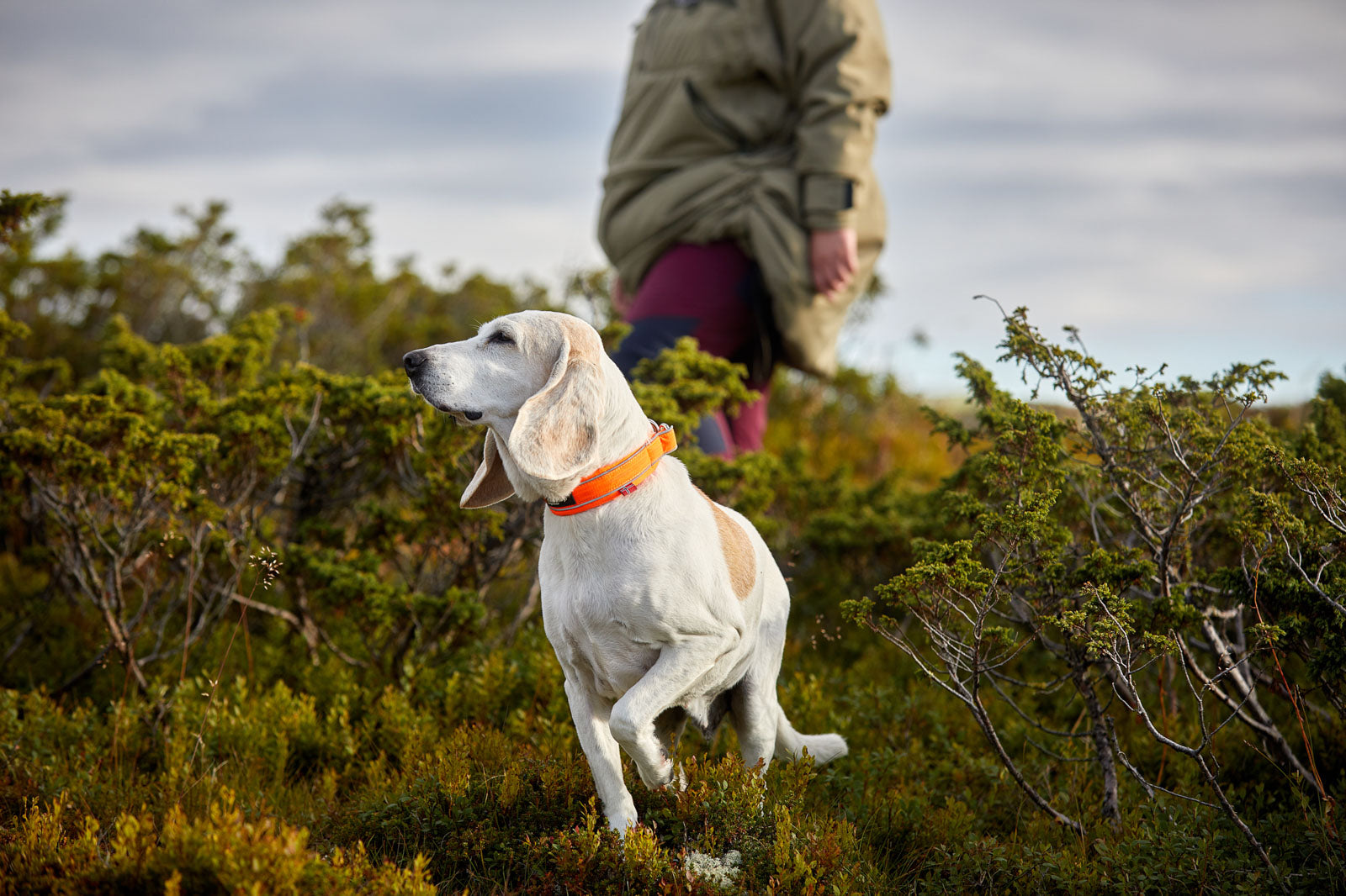 non-stop-dogwear-safe-collar-sicherheitshalsband-mit-elastik image 4
