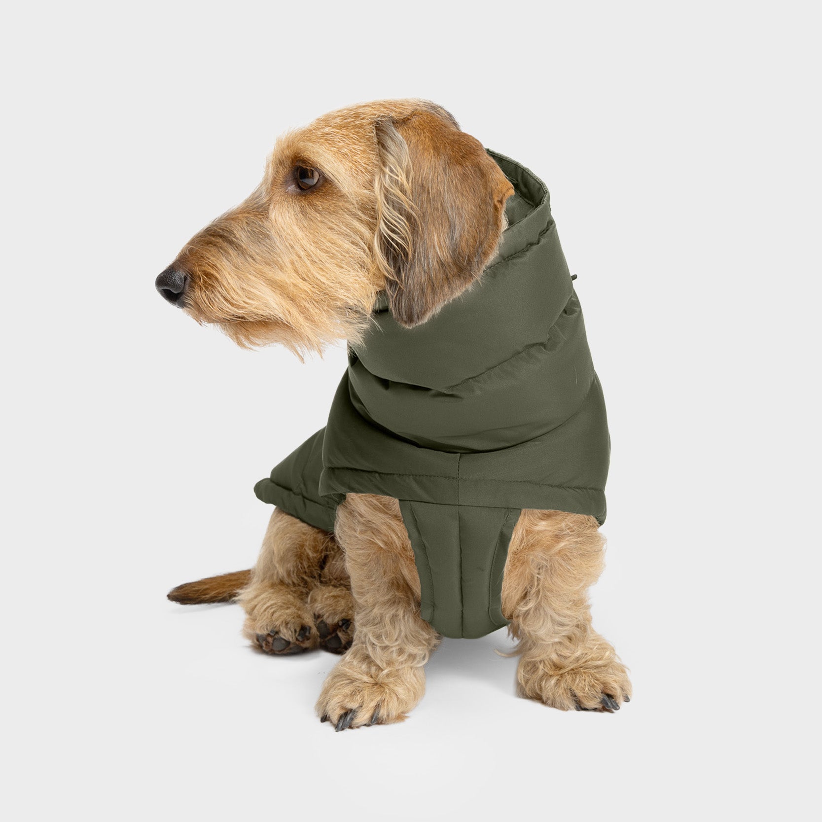 cloud7-alaska-hundemantel-f-r-dackel-light-olive image 3