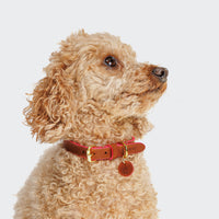cloud7-prince-park-hundeleine-leder-cognac-pink image 6