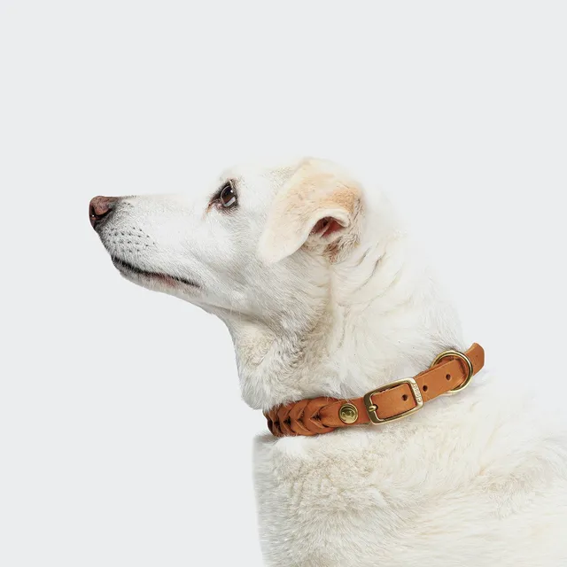 cloud7-central-park-hundehalsband-camel-gold-leder-geflochten image 1