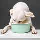 cloud7-granny-hundenapf-pastel-green-emaille-futter-und-wassernapf image 4