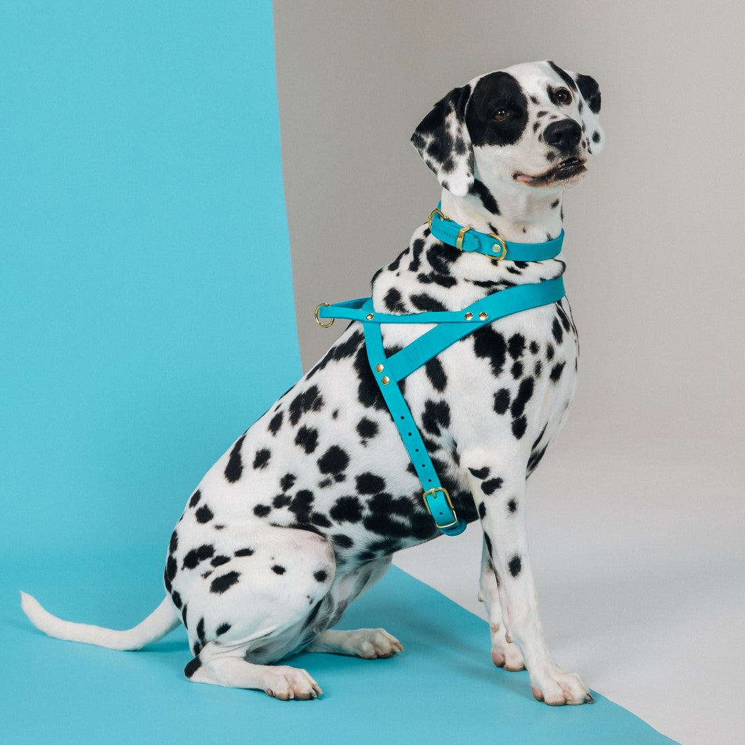 molly-and-stitch-butter-leather-hundegeschirr-fiji-blue image 3