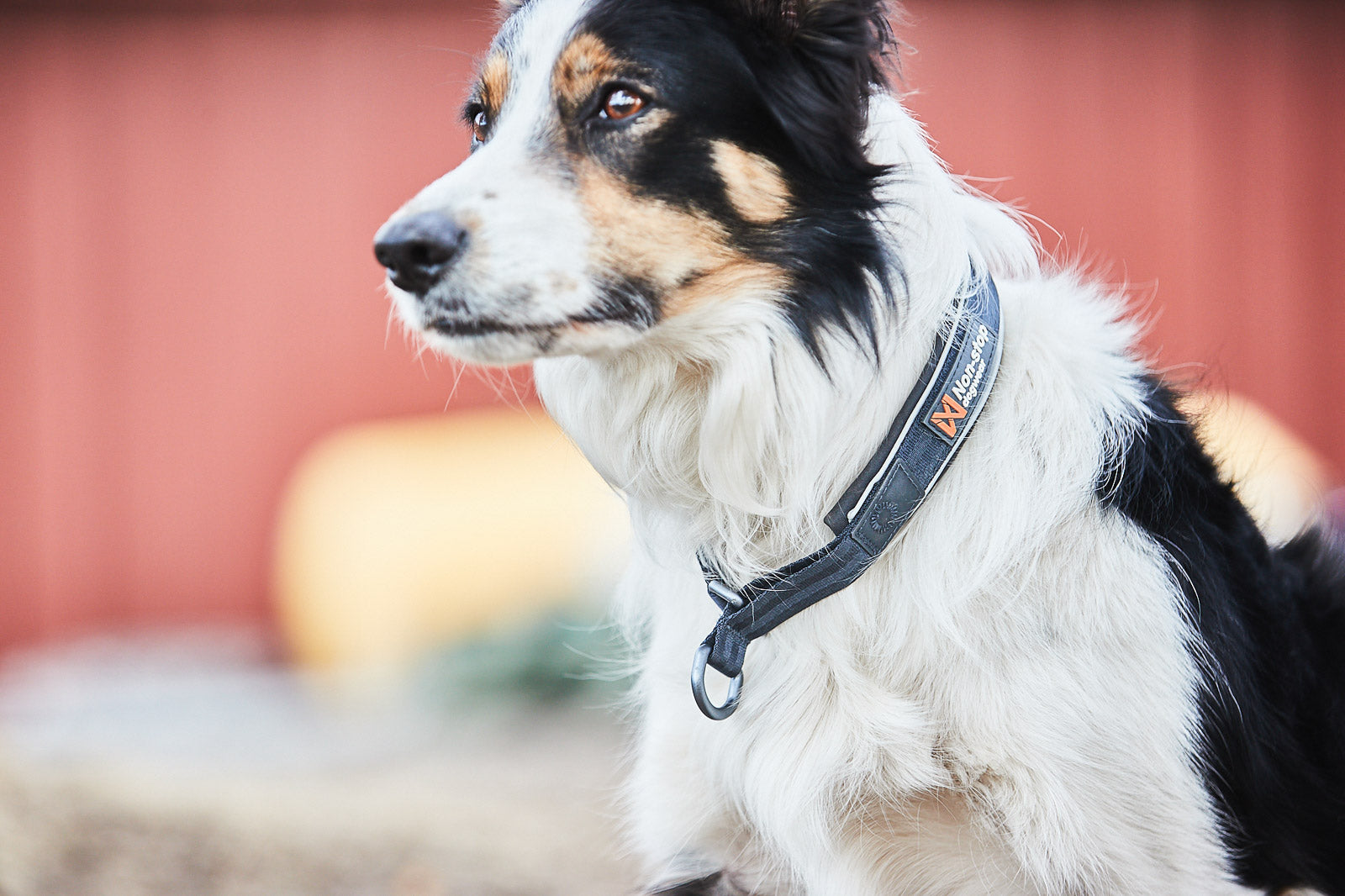 non-stop-dogwear-cruise-collar-zugstopp-halsband-gepolstert image 5