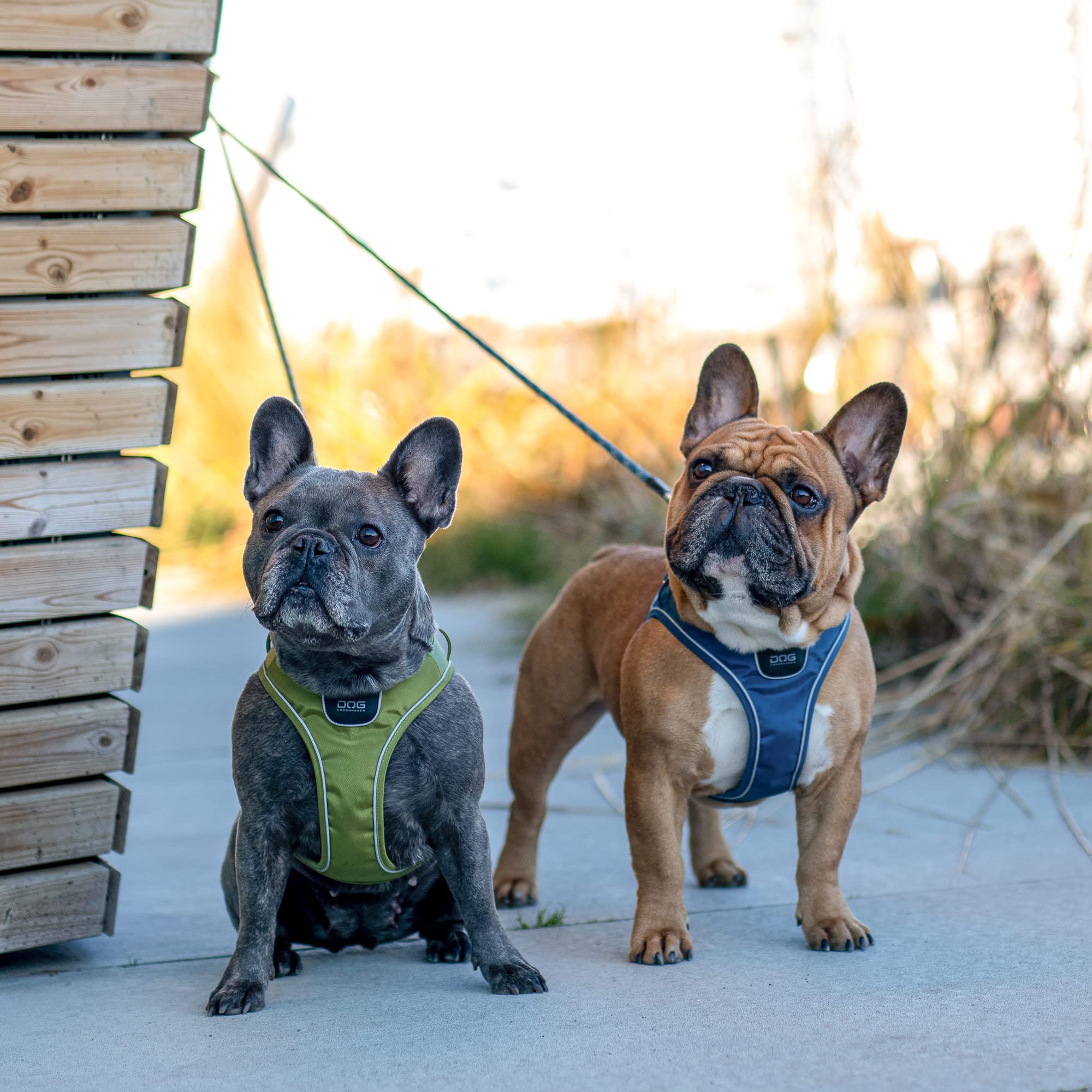 dog-copenhagen-comfort-walk-go-hundegeschirr-lemon-xs-38-45-cm image 7