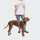 cloud7-hundegeschirr-y-2-aktiv-cordura-peach image 5