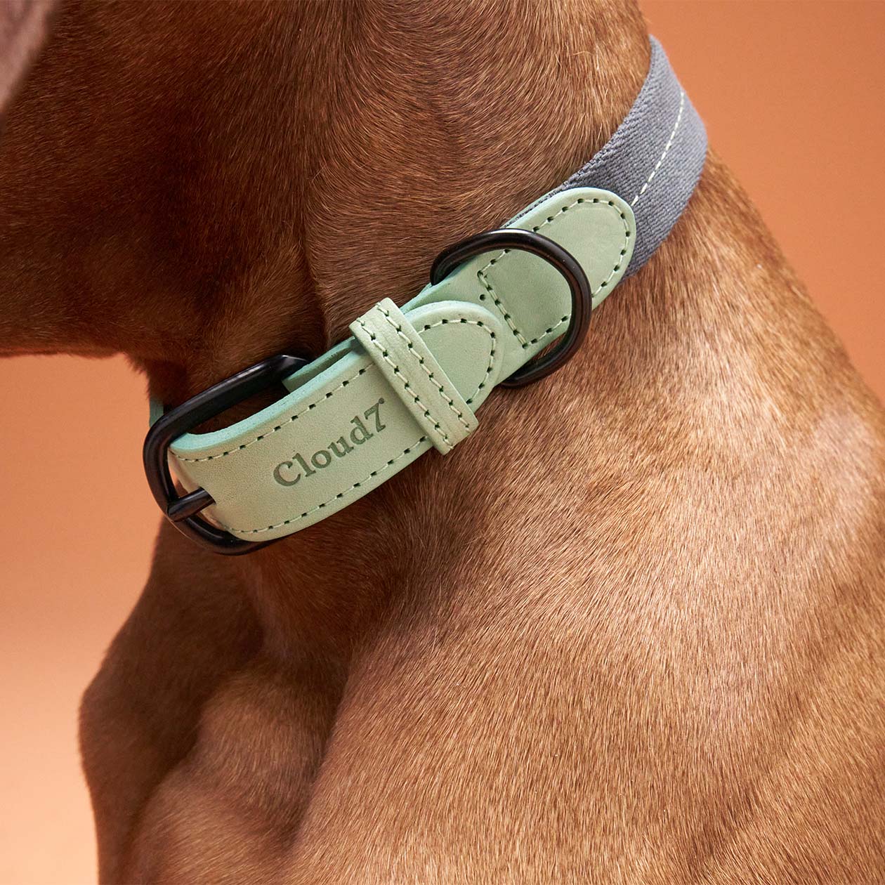 cloud7-madeira-hundehalsband-mint image 2