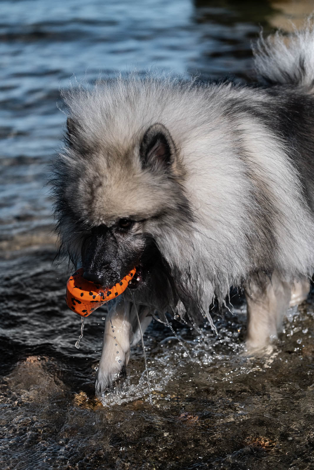 non-stop-dogwear-dog-throw-toy-robustes-wurfspielzeug image 4