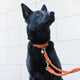 cloud7-ravello-rust-hundehalsband-handgeflochtenes-nubukleder-mit-messingschnall image 6
