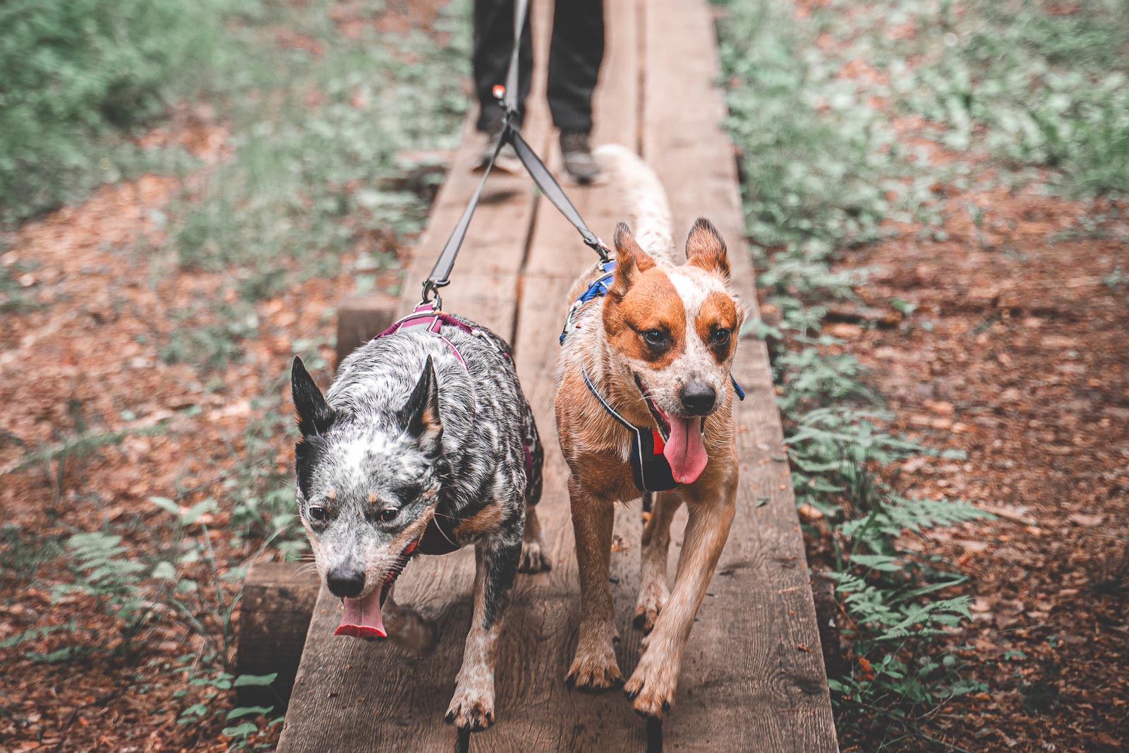 non-stop-dogwear-touring-double-y-verteilerleine image 5
