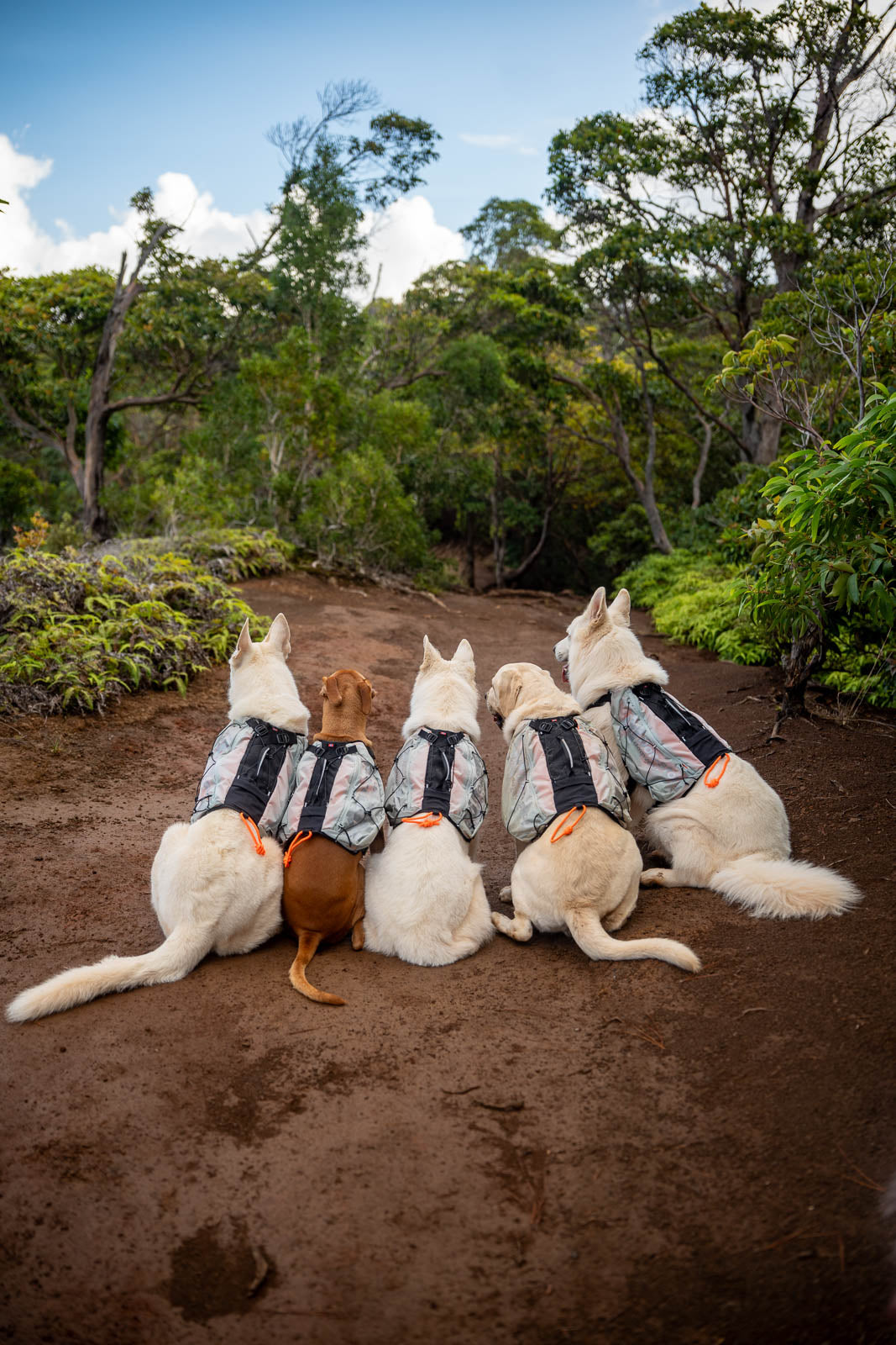 non-stop-dogwear-trail-light-dog-backpack-leichter-hunderucksack image 5