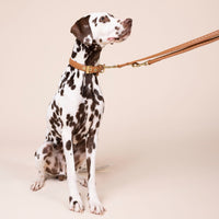 william-walker-prestige-caramel-hundeleine-aus-leder-braun image 7