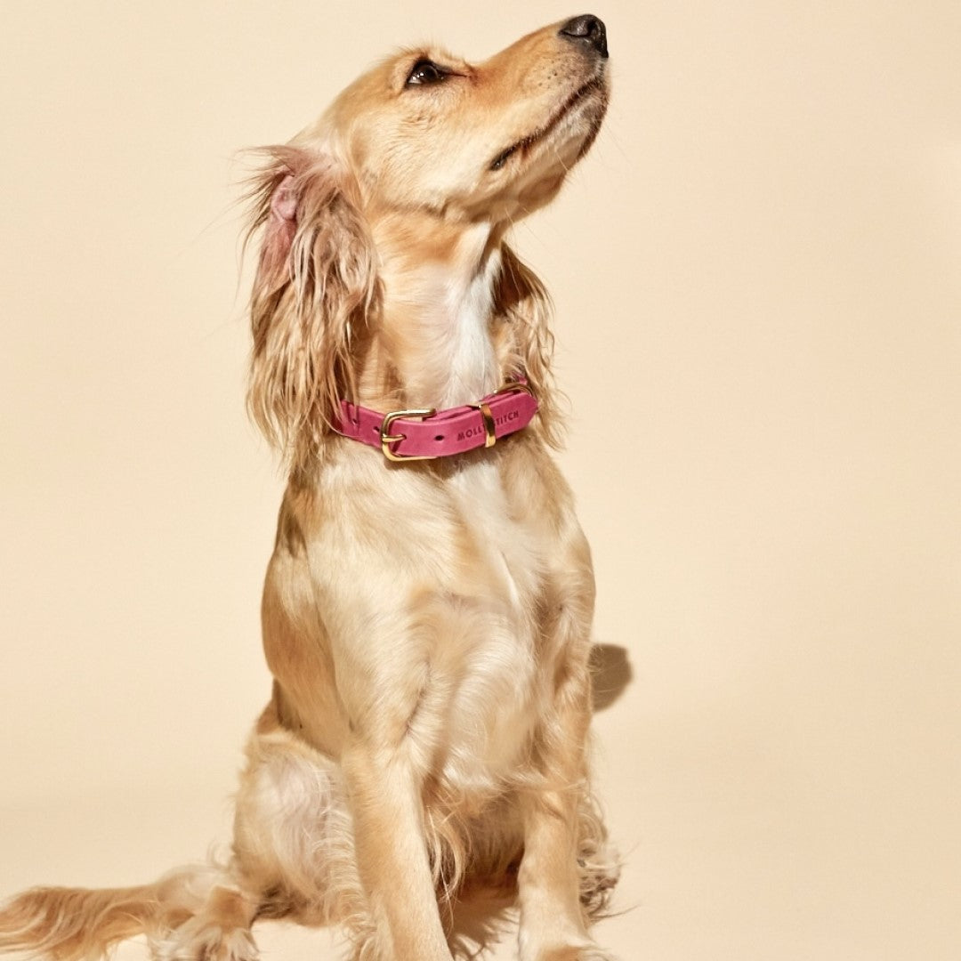 molly-and-stitch-butterleder-hundehalsband-flamingo image 2
