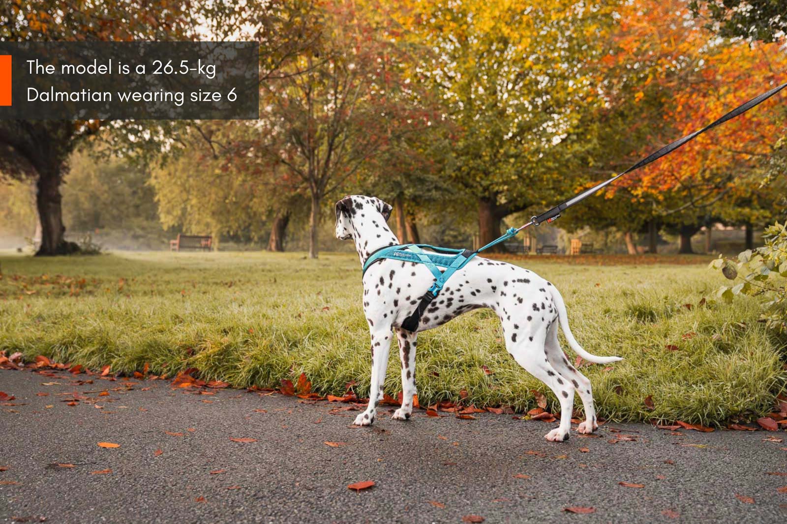 non-stop-dogwear-rush-harness-kurzes-zuggeschirr-f-r-canicross-und-bikej-ring image 5