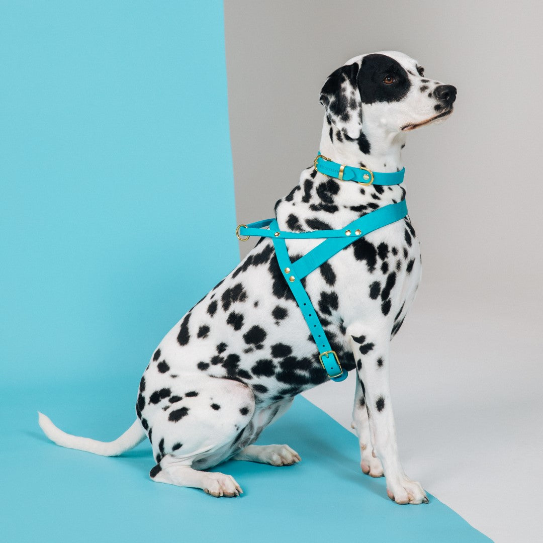molly-and-stitch-butter-leather-hundehalsband-fiji-blue image 3