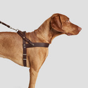 cloud7-central-park-hundegeschirr-saddle-brown-silver-fettleder image 6