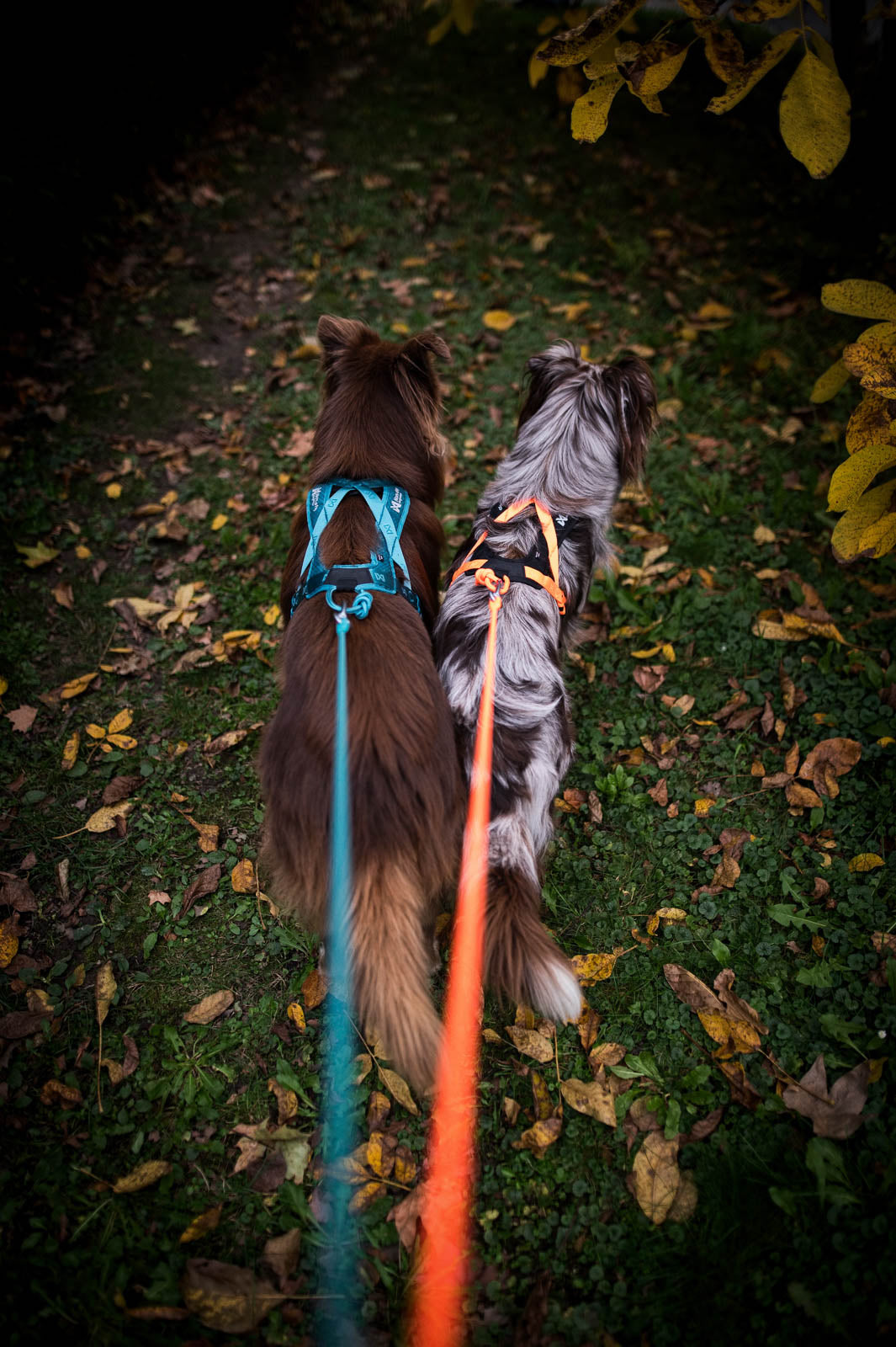 non-stop-dogwear-rush-harness-kurzes-zuggeschirr-f-r-canicross-und-bikej-ring image 6