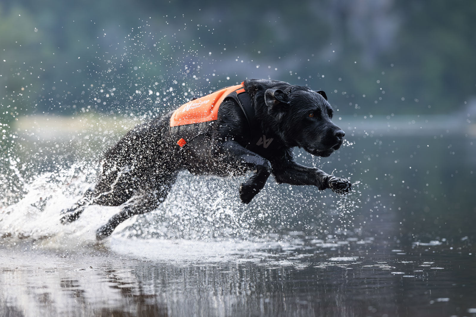 non-stop-dogwear-protector-neoprene-vest-neoprenweste-f-r-hunde image 3