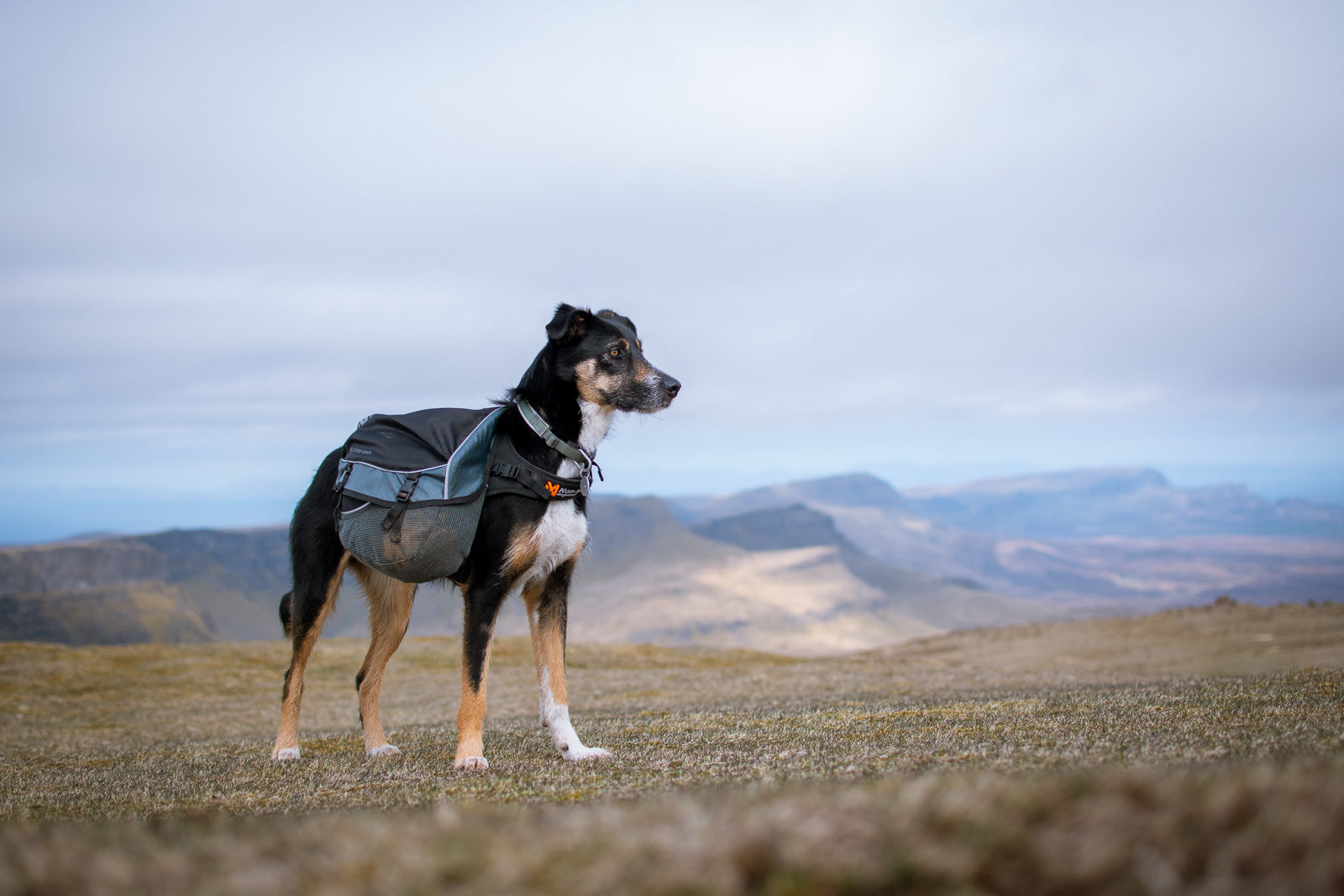 non-stop-dogwear-amundsen-pack-expeditions-hunderucksack-mit-rolltop image 6