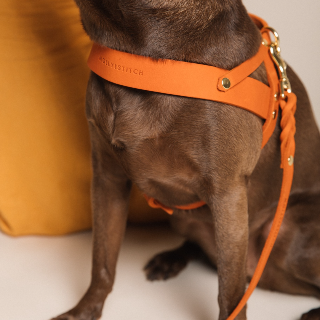 molly-and-stitch-butter-leather-hundegeschirr-mango image 5