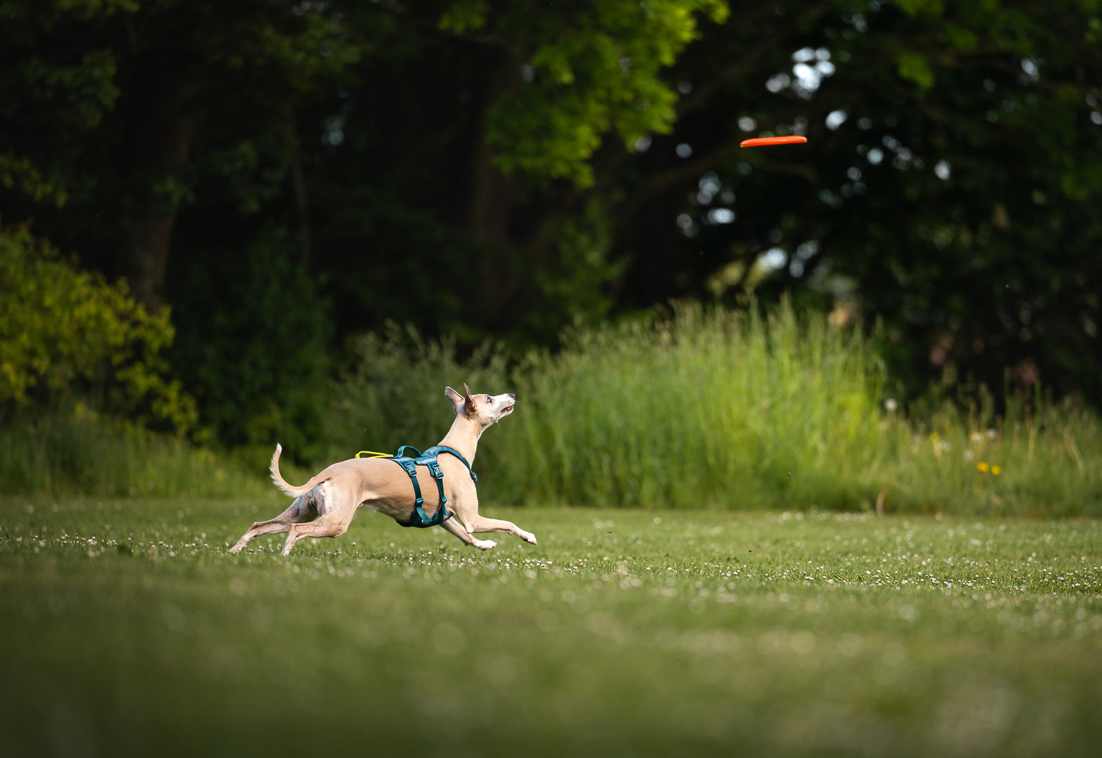 non-stop-dogwear-dog-flying-disc-hundespielzeug-gummi-bambus image 5