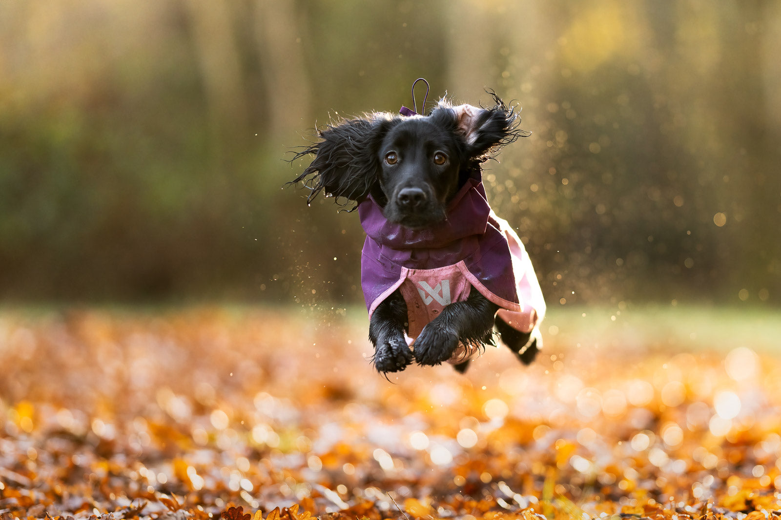 non-stop-dogwear-fjord-raincoat-2-0-wind-und-wasserdichte-hunderegenjacke-20-000 image 7